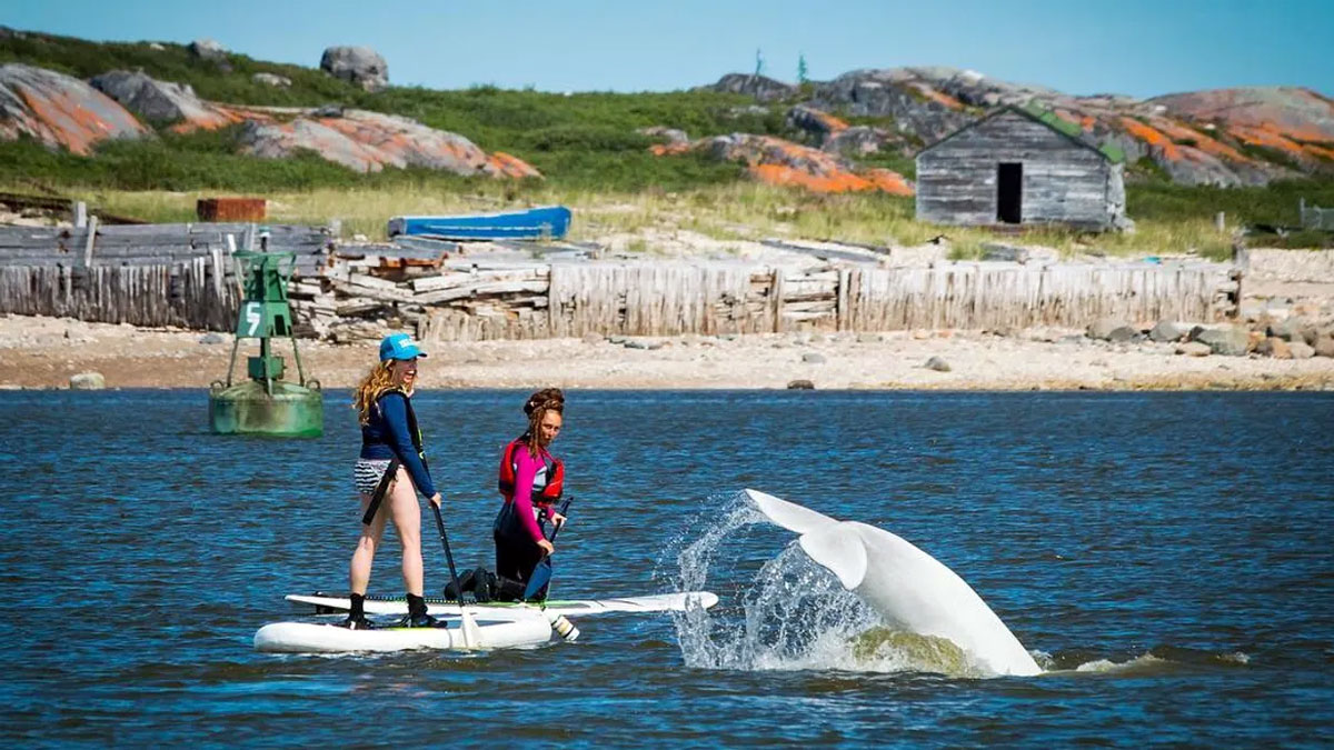 Paddleboarding with beluga whales in Churchill, Manitoba