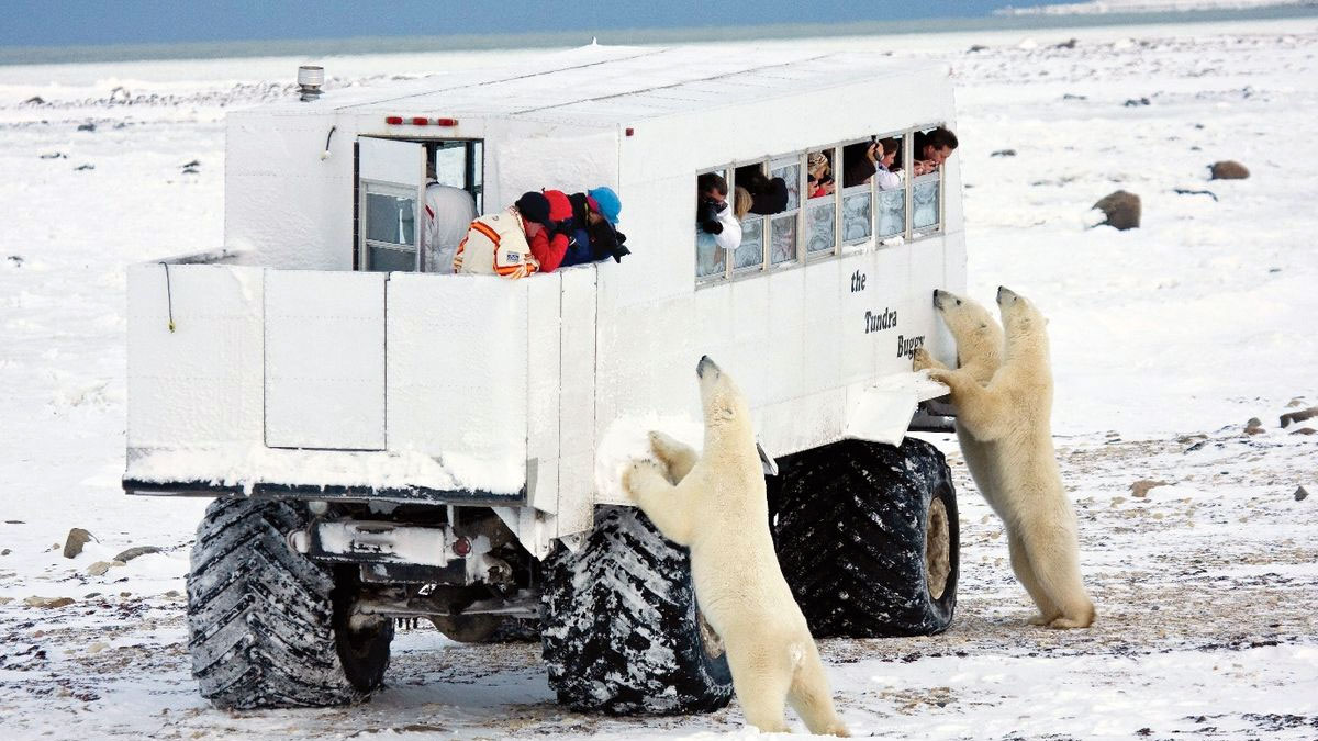 Polar Bear viewing in Churchill, Manitoba